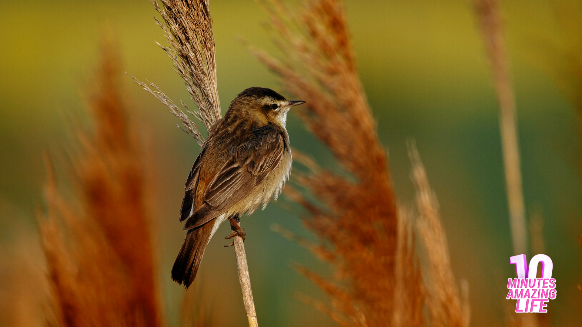 A small bird rested in natural surroundings