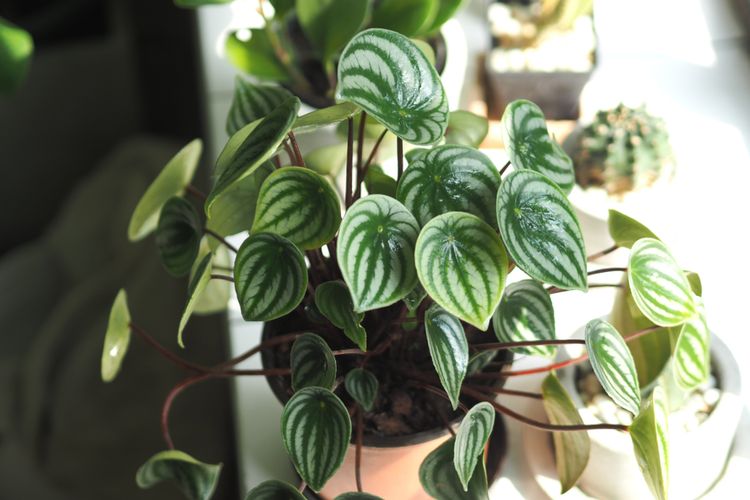 5 Tanaman Hias Ideal untuk Ruangan Kecil
