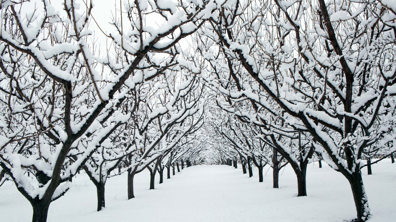 The beautiful and hardy fruit tree that'll thrive in colder climates