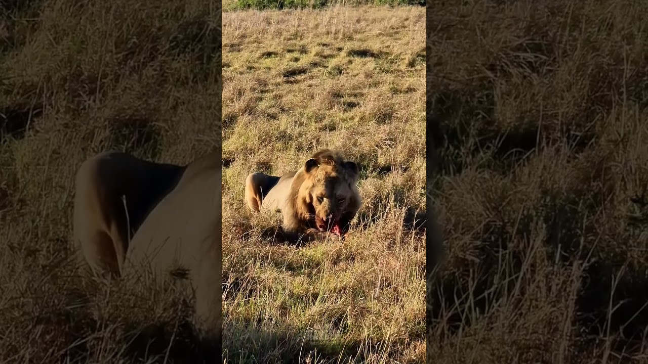 Lion feasts on zebra in thrilling Mara hunt