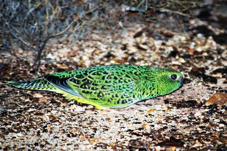 Burung Hilang 100 Tahun Ditemukan di Gurun Australia