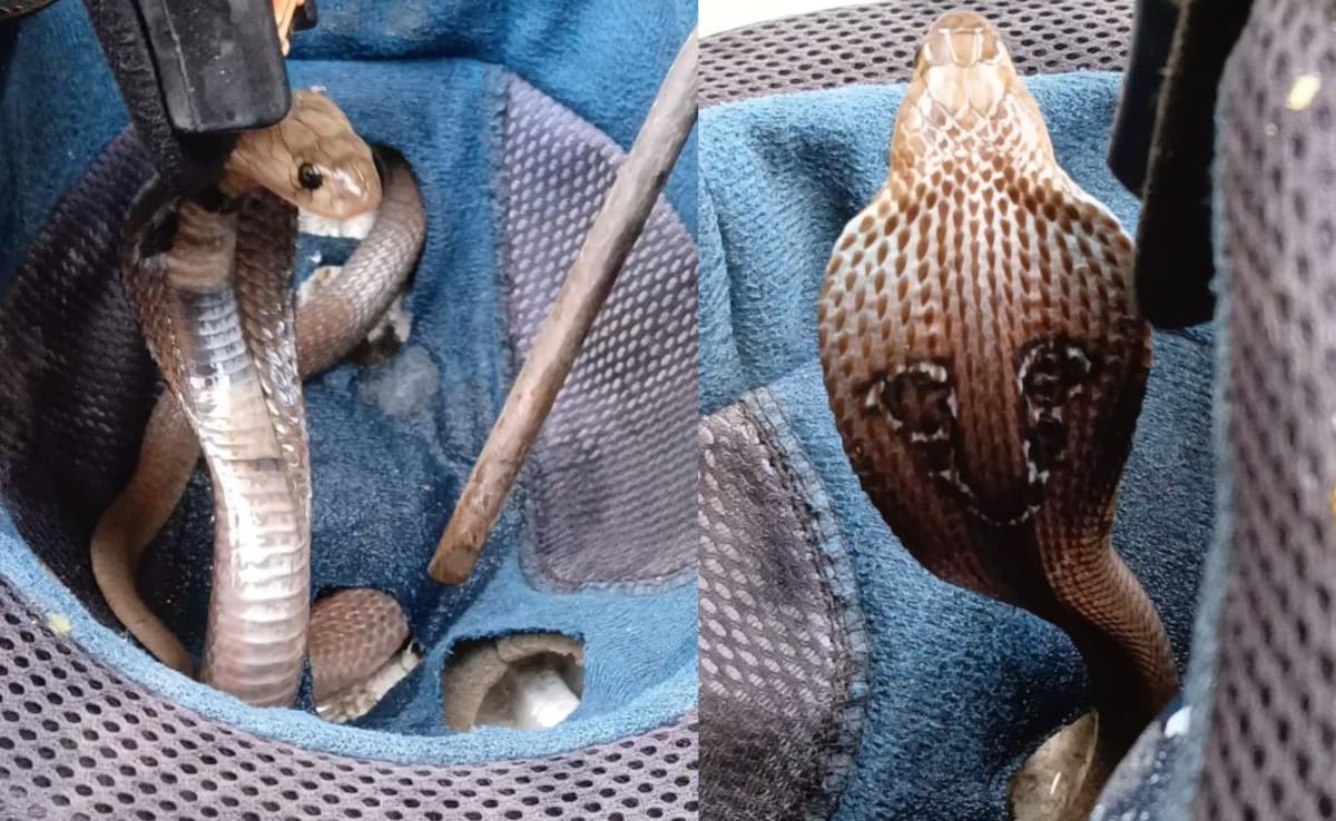 Video: Cobra tries to hitch a ride inside helmet in Maharashtra, rescued
