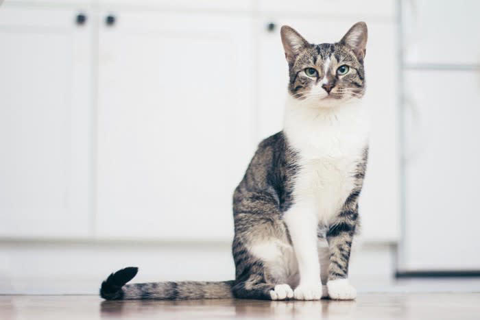 愛猫の『座り方』でわかる4つの心理 信頼や警戒のサインが隠れている？