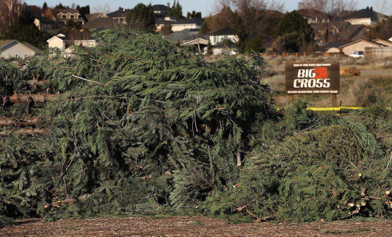 Where to dispose, dump and ditch your 2025 Christmas tree in Tri-Cities