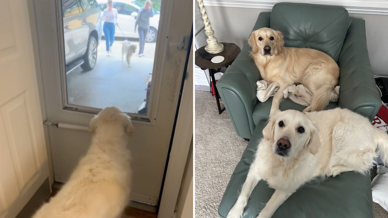 Dog discovers that its best friend, a rescued dog, has found a new home