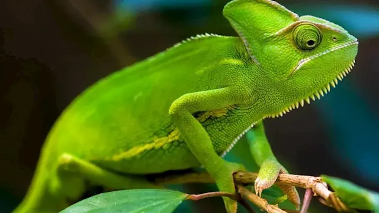 الحرباء الورقية