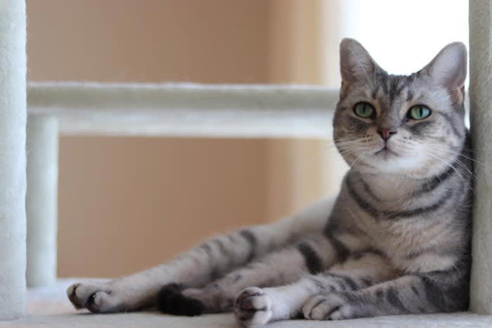 愛猫の『座り方』でわかる4つの心理 信頼や警戒のサインが隠れている？