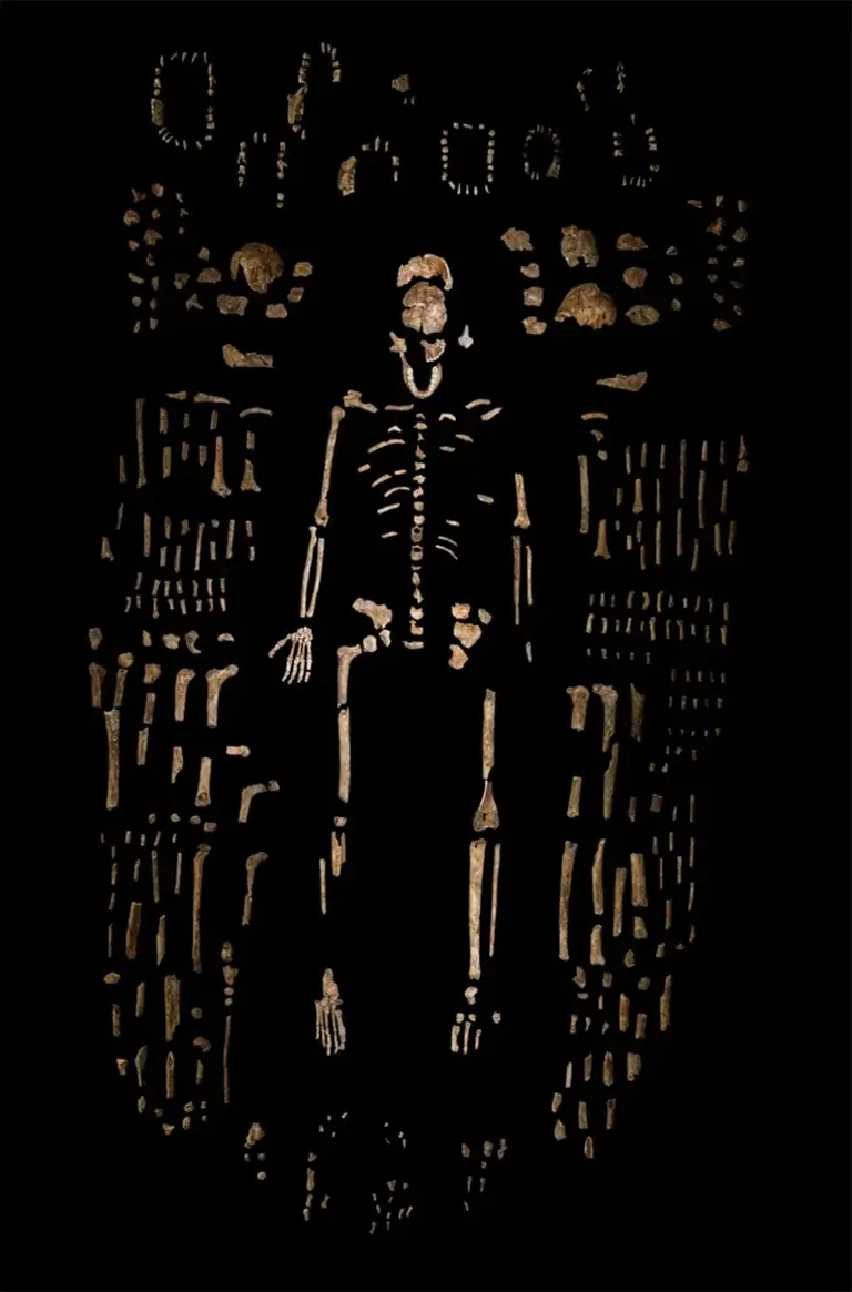 Um esqueleto composto de Homo naledi, rodeado por centenas de outros espécimes, encontrado no sistema de grutas Rising Star, na África do Sul.