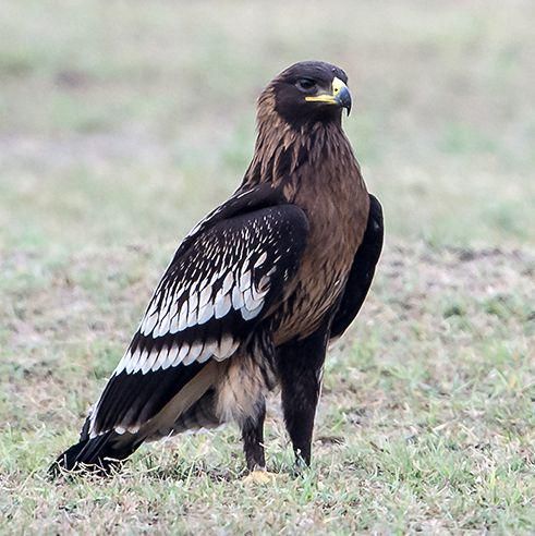 7 Fakta Menarik Burung Rajawali Totol yang Sering Disalahpahami!