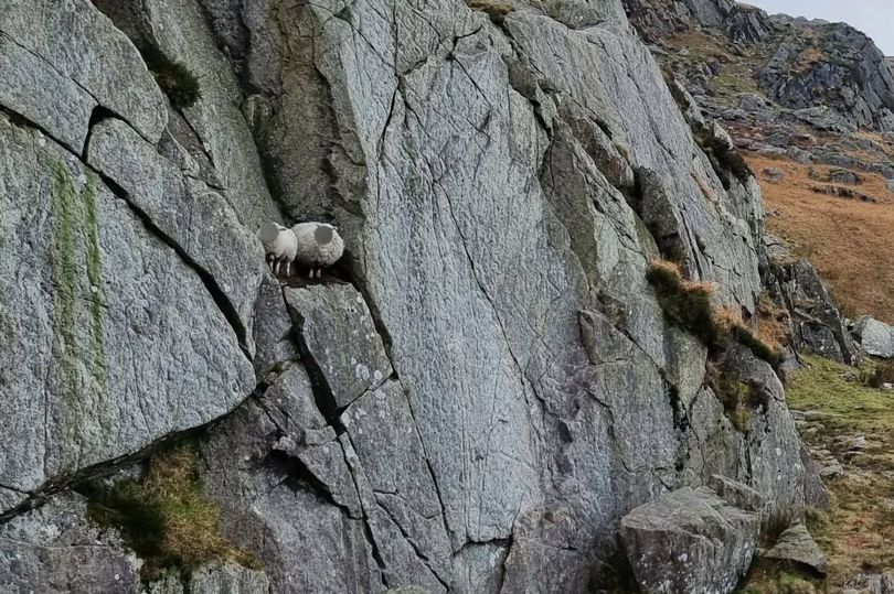 Mountain rescuers called out to save sheep stuck on cliff