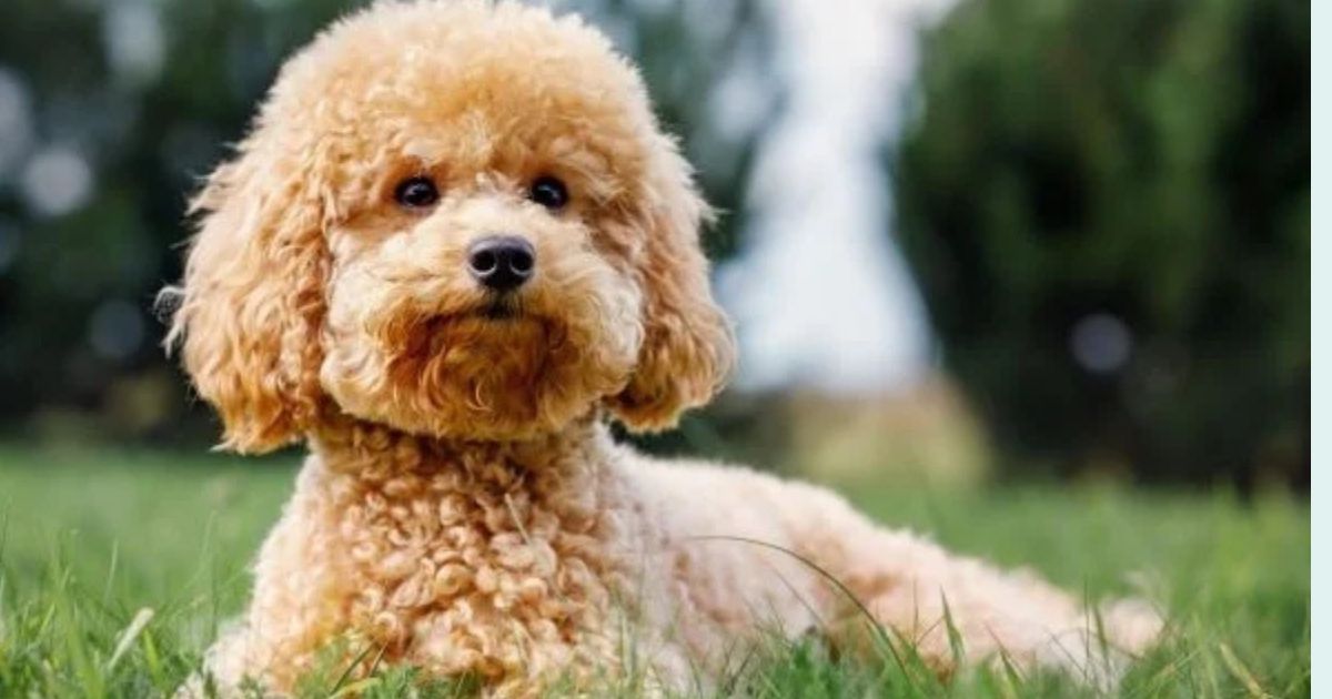 17 low-shedding dog breeds that are easier to keep clean at home