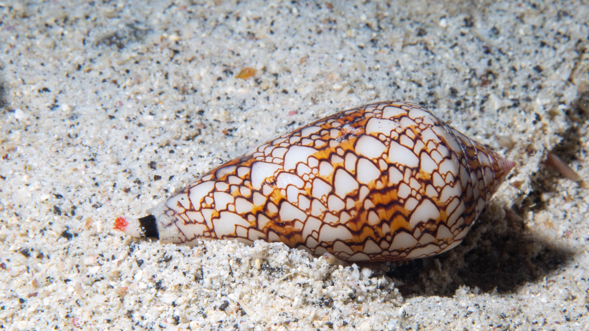 The world’s deadliest snail can end a human life in hours