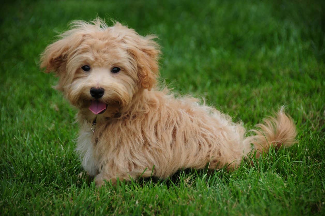 The 20 most popular poodle mixes