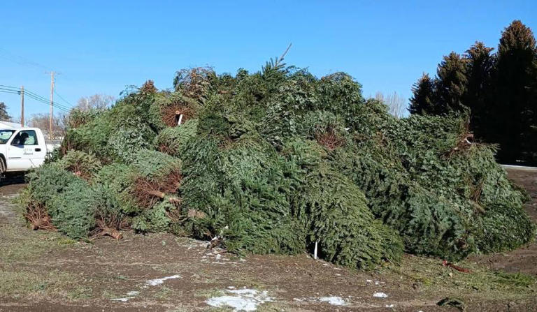 The city of Ammon wants your trees for a giant bonfire