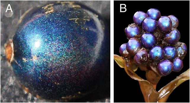 This stunning 'blue marble' fruit isn't actually blue – it's a wild ...