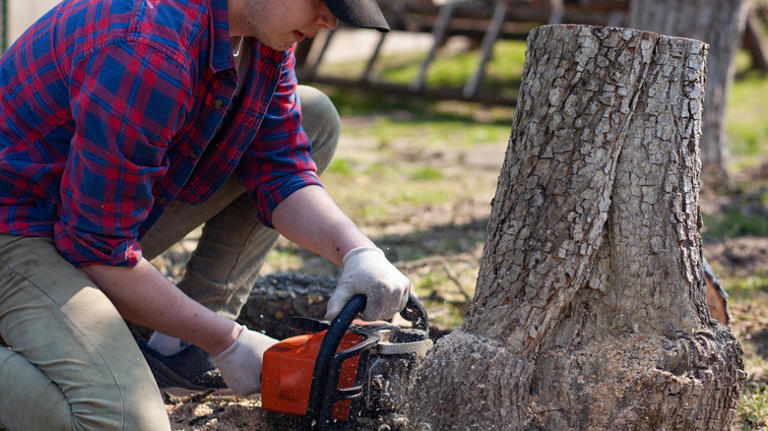 Removing an old tree stump from your yard is easier with these 11 tips ...