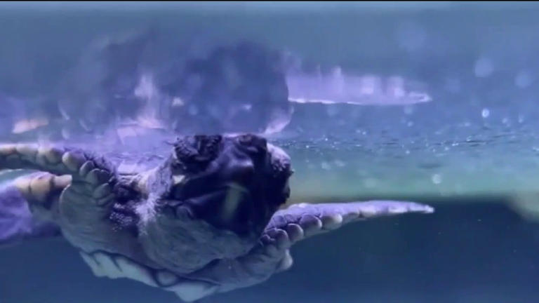 Cold snap sends endangered sea turtles to Central Florida for treatment
