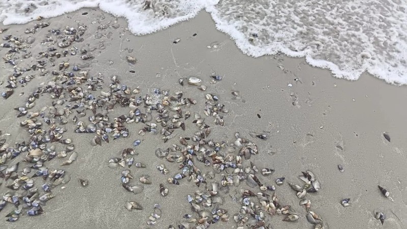 Public warned against consuming shellfish after harmful algal bloom ...