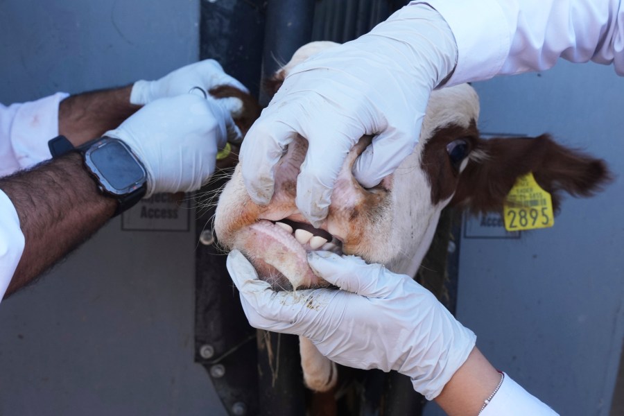 Mexican border state reports 1st case of New World screwworm<br><br>