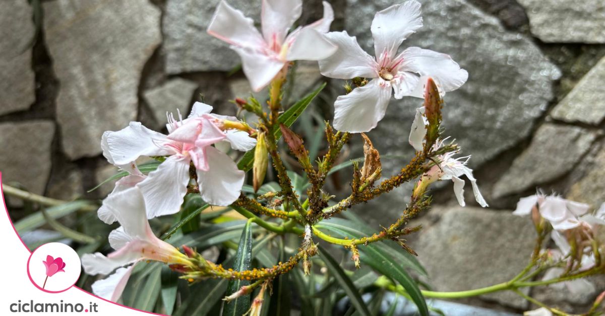 GK/S 900 - Asta Di Colata Professionale | Dispositivo Di Colata | Doccetta Da Giardino | Lancia Di Irrigazione | Completamente In Metallo | Collegamento A Spina E Accoppiamento A Artiglio - Foto 2