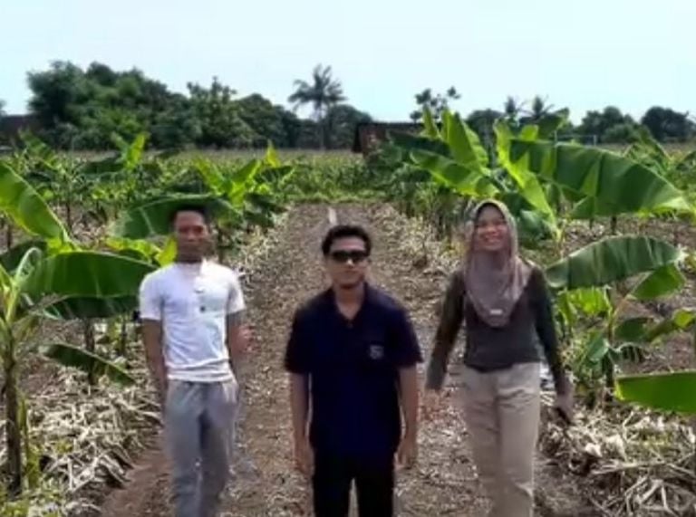 Banyuwangi, Pusat Cabai Rawit Jatim, Anak Muda Tani Jaga Ketahanan Pangan