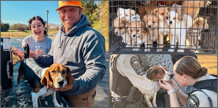 Photos: Over 300 pets vaccinated during King William rabies clinic