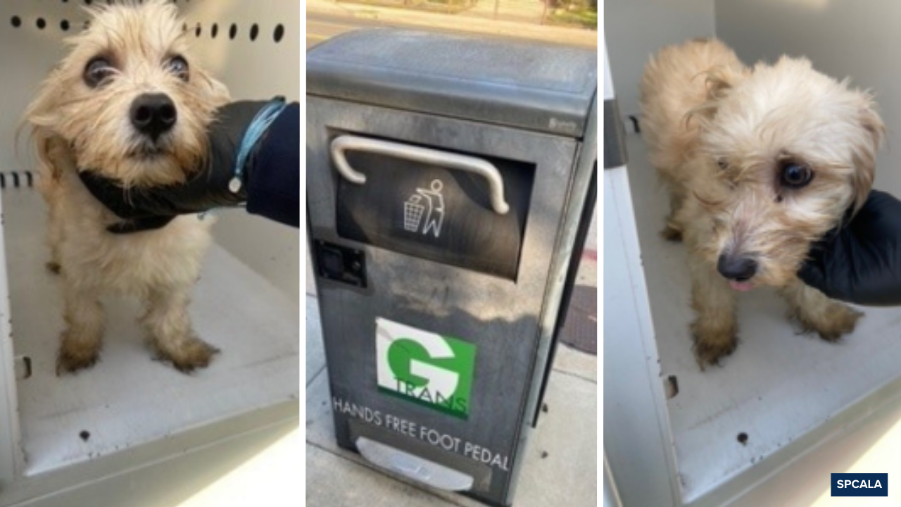 Puppy abandoned in trash can in Gardena rescued(01)