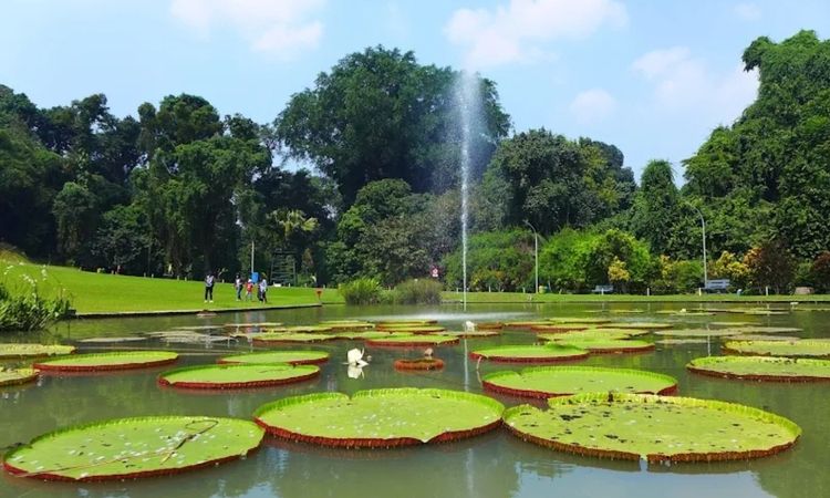 10 Destinasi Alam Bogor untuk Tahun Baru 2026, Ideal untuk Liburan dan Melepas Stres