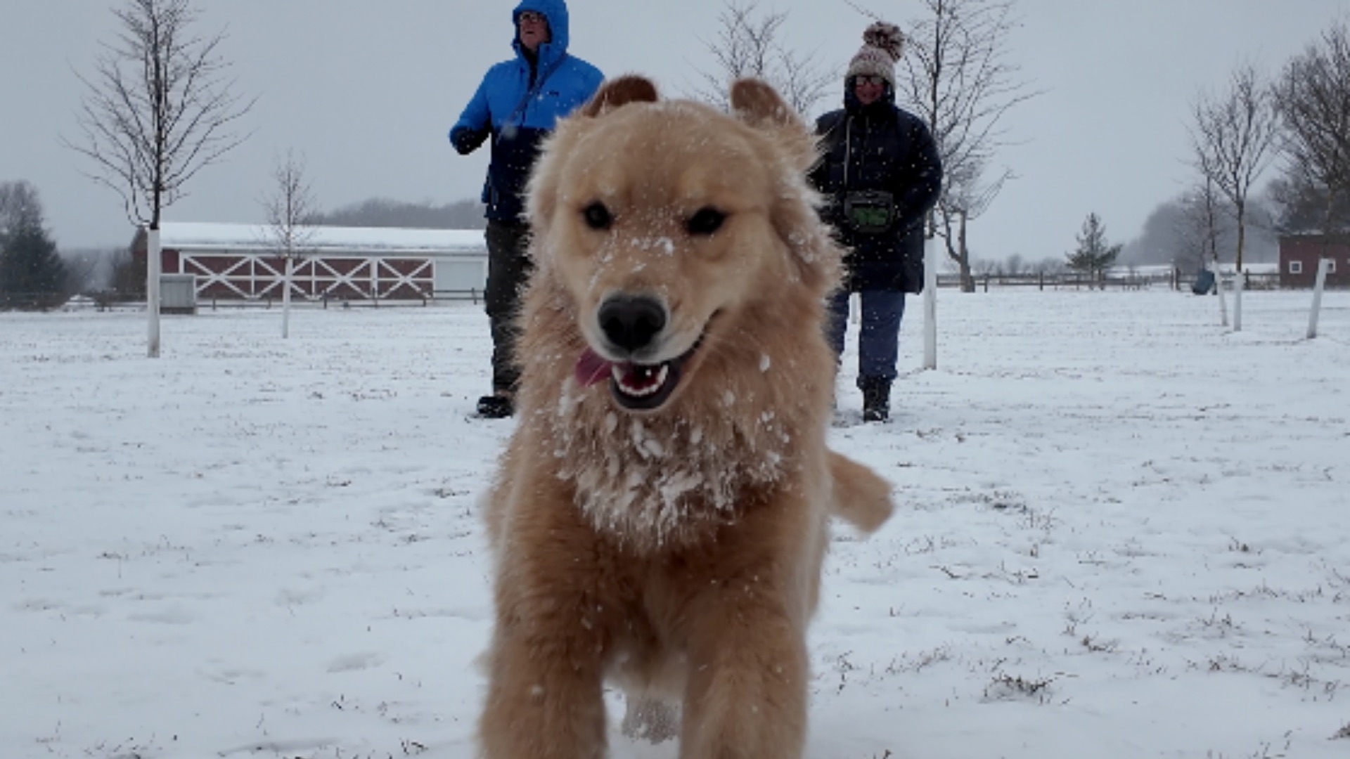 Dog owners brave bitter cold for outdoor time before winter storm ...