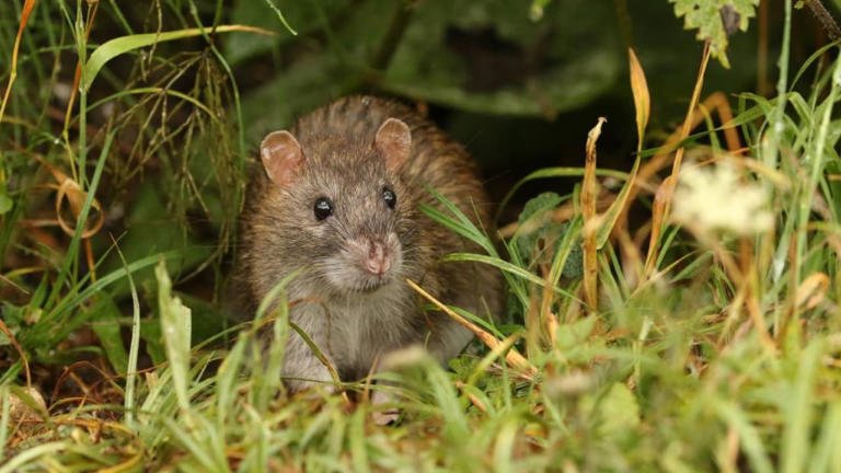 Rat: ఎలుక‌లు ఇబ్బంది పెడుతున్నాయా? ఈ మొక్క‌లు పెంచితే ఇంట్లోకి అస్స‌లు రావు