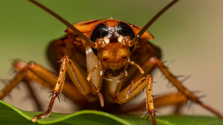 The fascinating reason scientists are giving cockroaches tiny, high ...