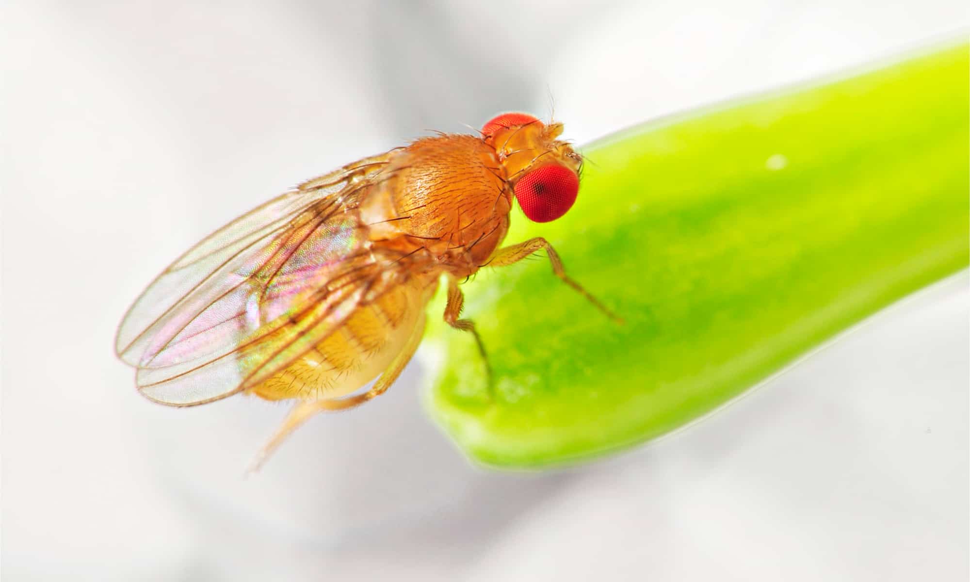 Use vinegar to repel these 10 annoying critters