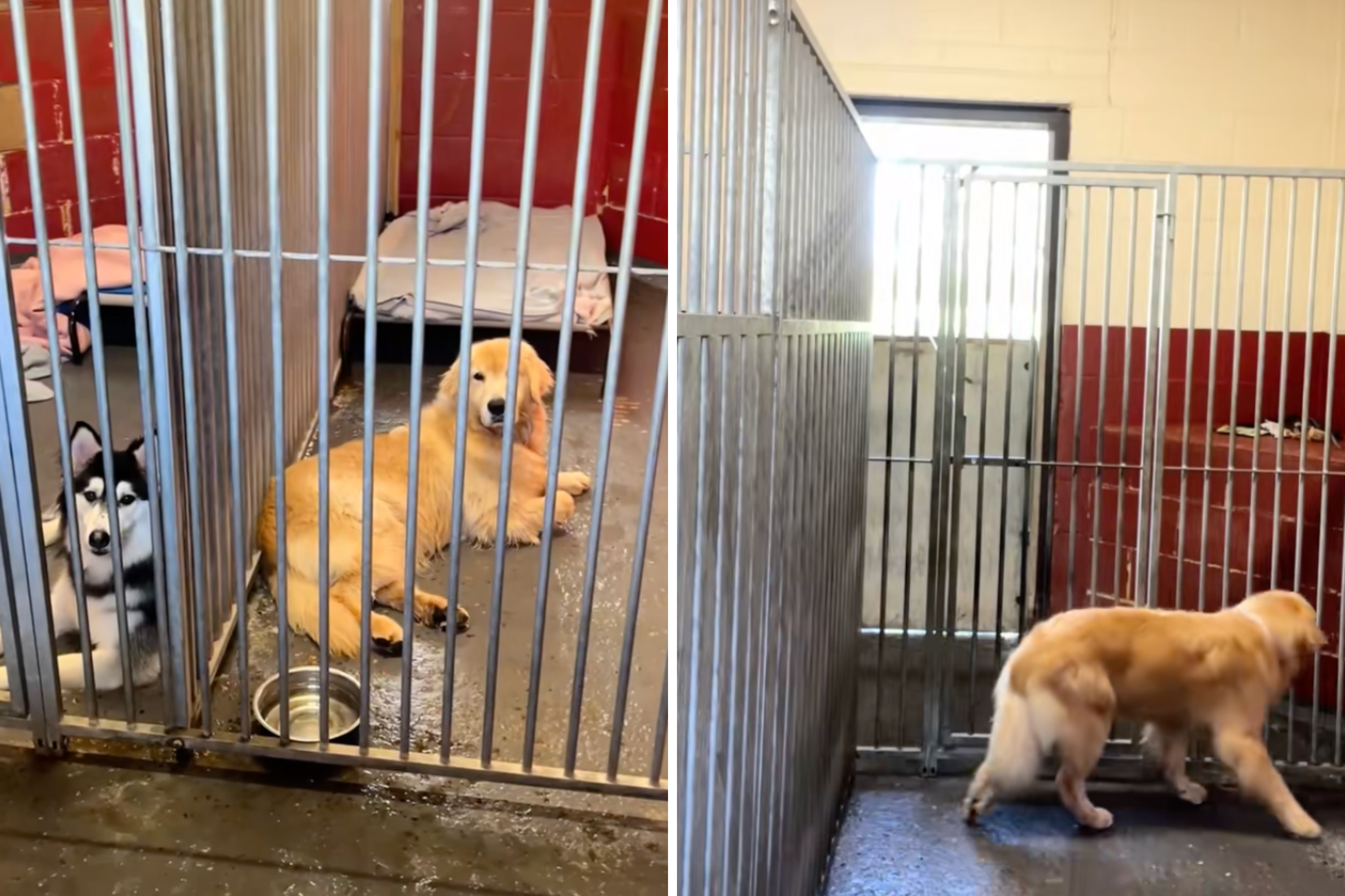 Hearts break as golden retriever shakes with fear at shelter after rescue<br>