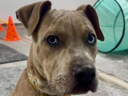 17 adorable cats and dogs at Merseyside RSPCA centres looking for ...