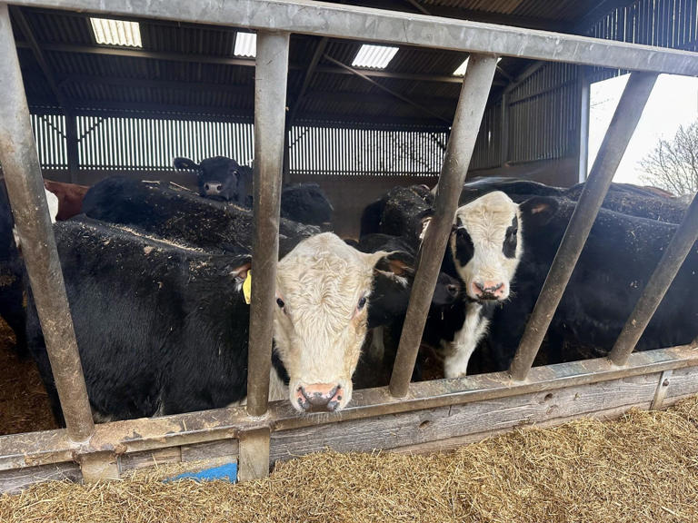 Image showcasing Measures to prevent pneumonia in calves