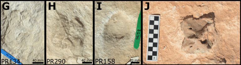 115,000-year-old footprints found in a place where humans weren’t ...