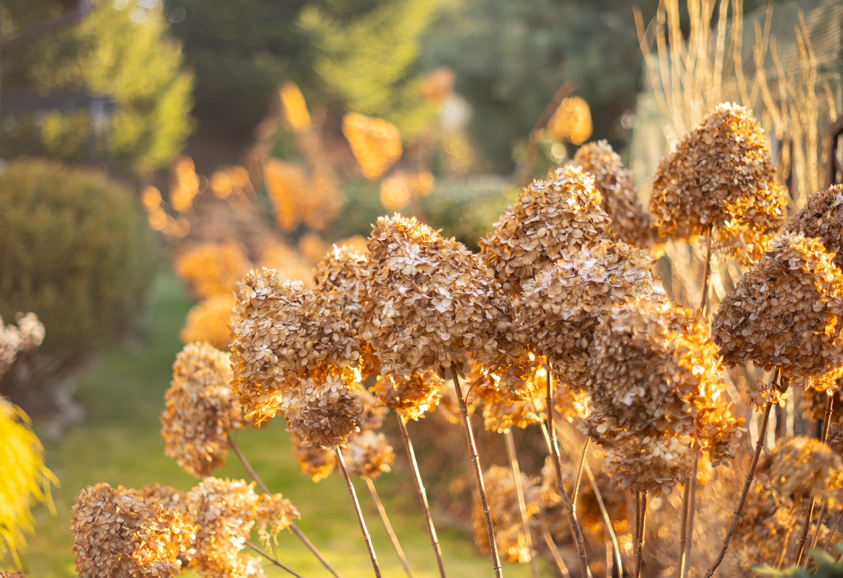9 plants to prune in January for healthier spring growth