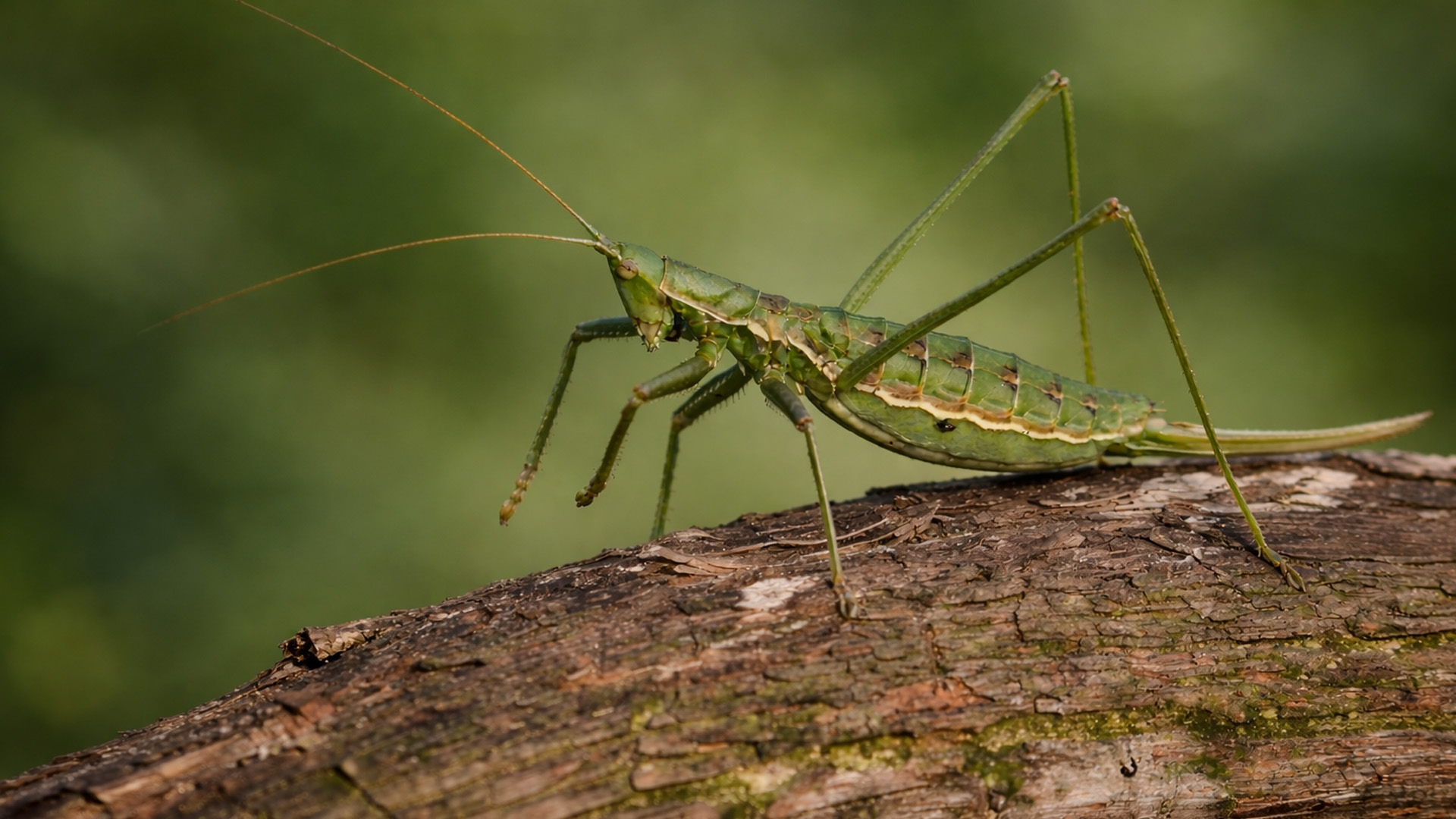 Griglia A Nido D'ape (RS) Portatarga Magnetico | Senza Cornice | Invisibile | Fo - Foto 7