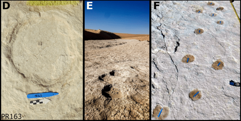 115,000-year-old footprints found in a place where humans weren’t ...
