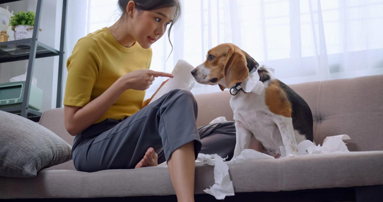 Modern dog ownership has redefined family and parenting