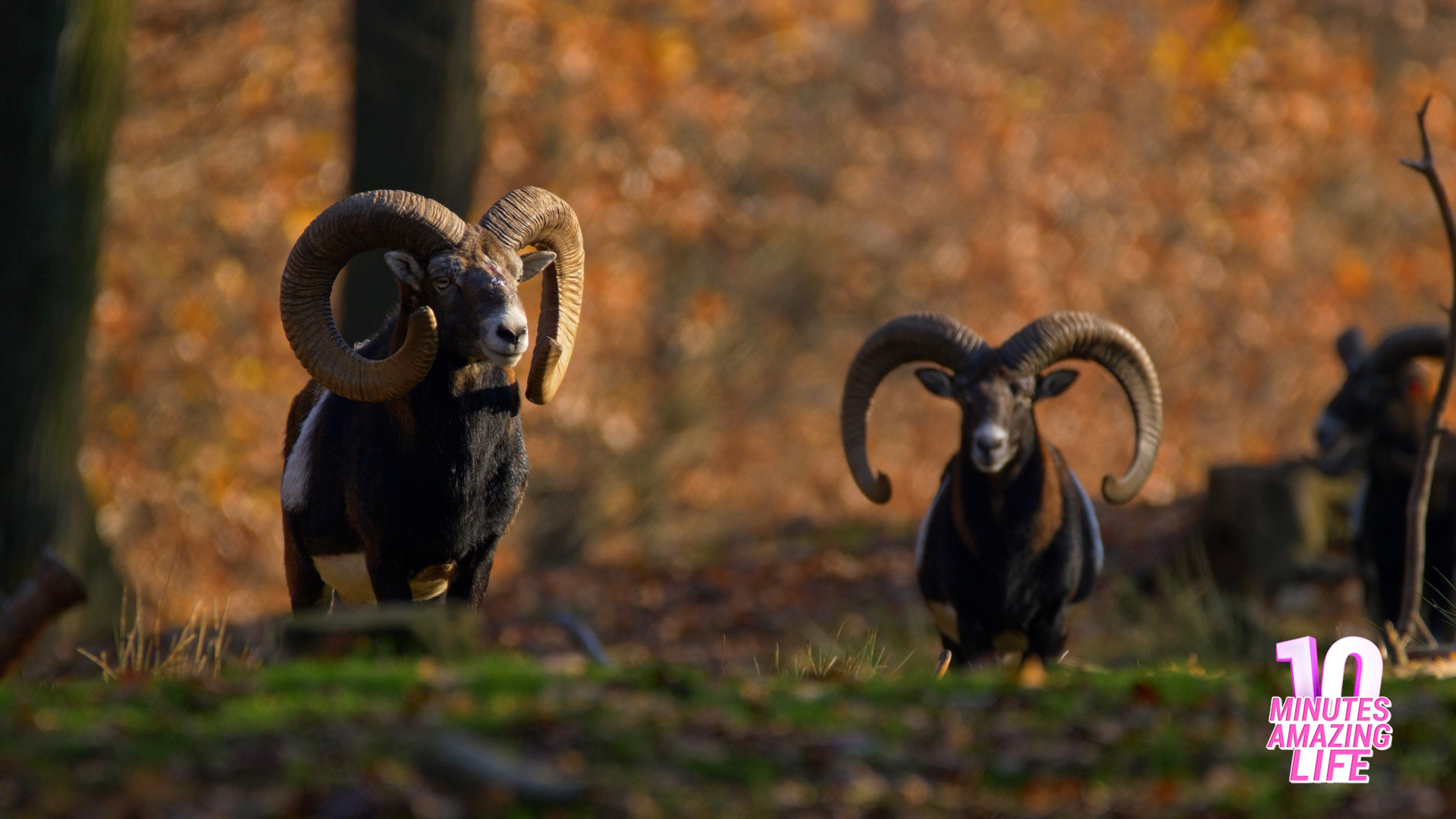 A group of rams appeared on camera