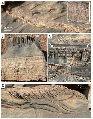Scientists stumble upon mysterious tunnels in desert rocks