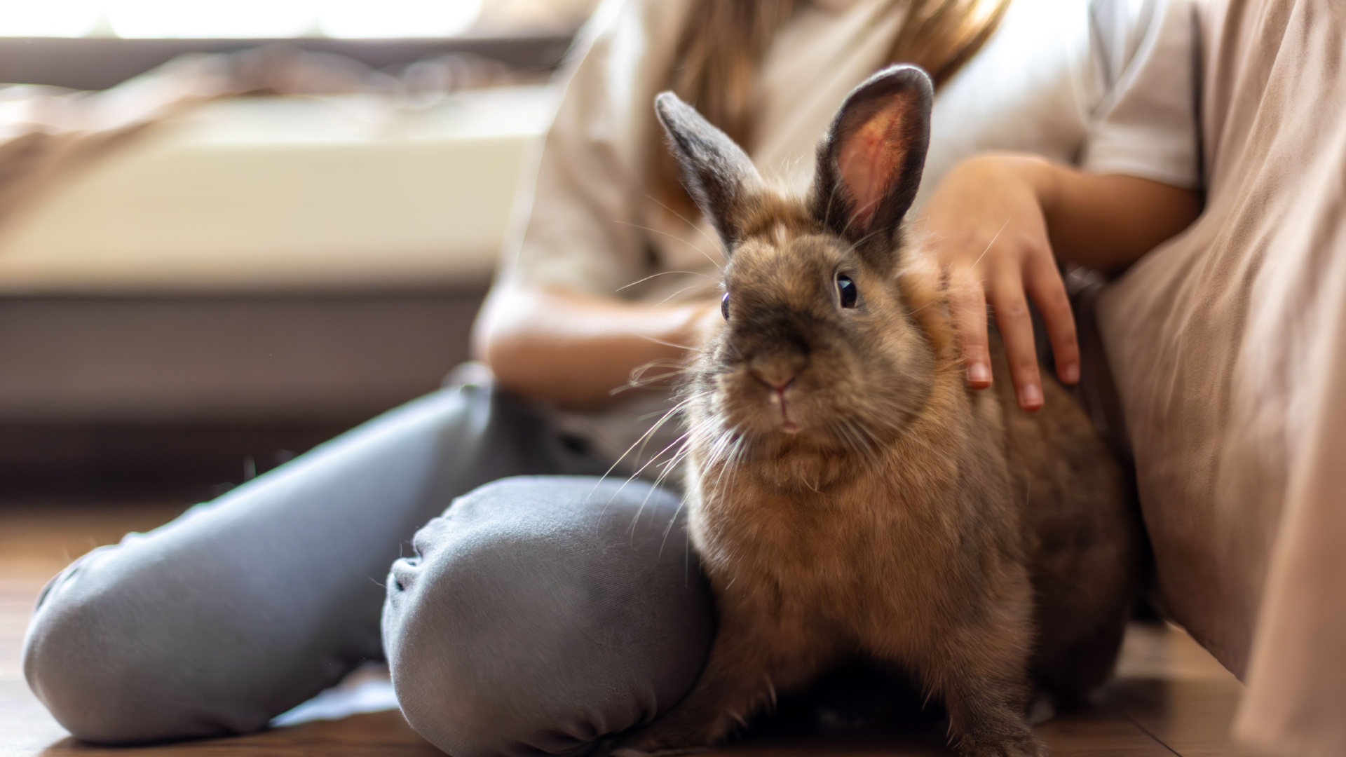 Things only rabbit owners can relate to