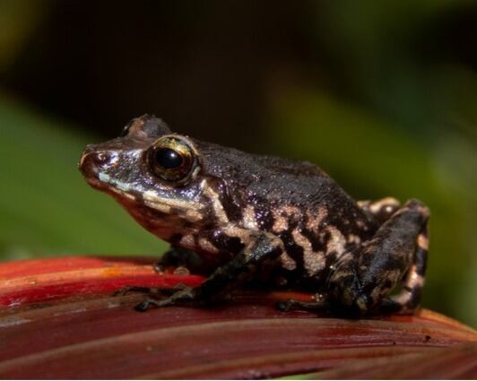 Descubren una nueva especie de rana que habita los bosques nublados de ...