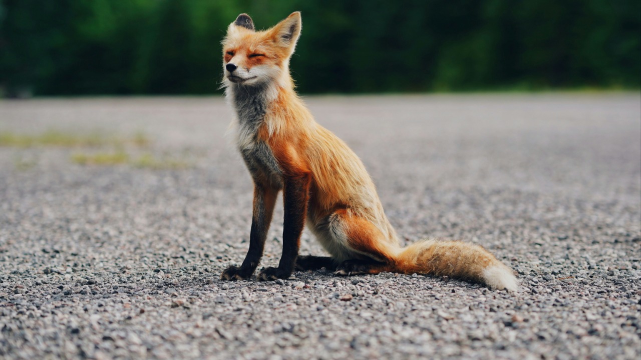 If a fox walks up to you in daylight, experts say take it seriously<br><br>