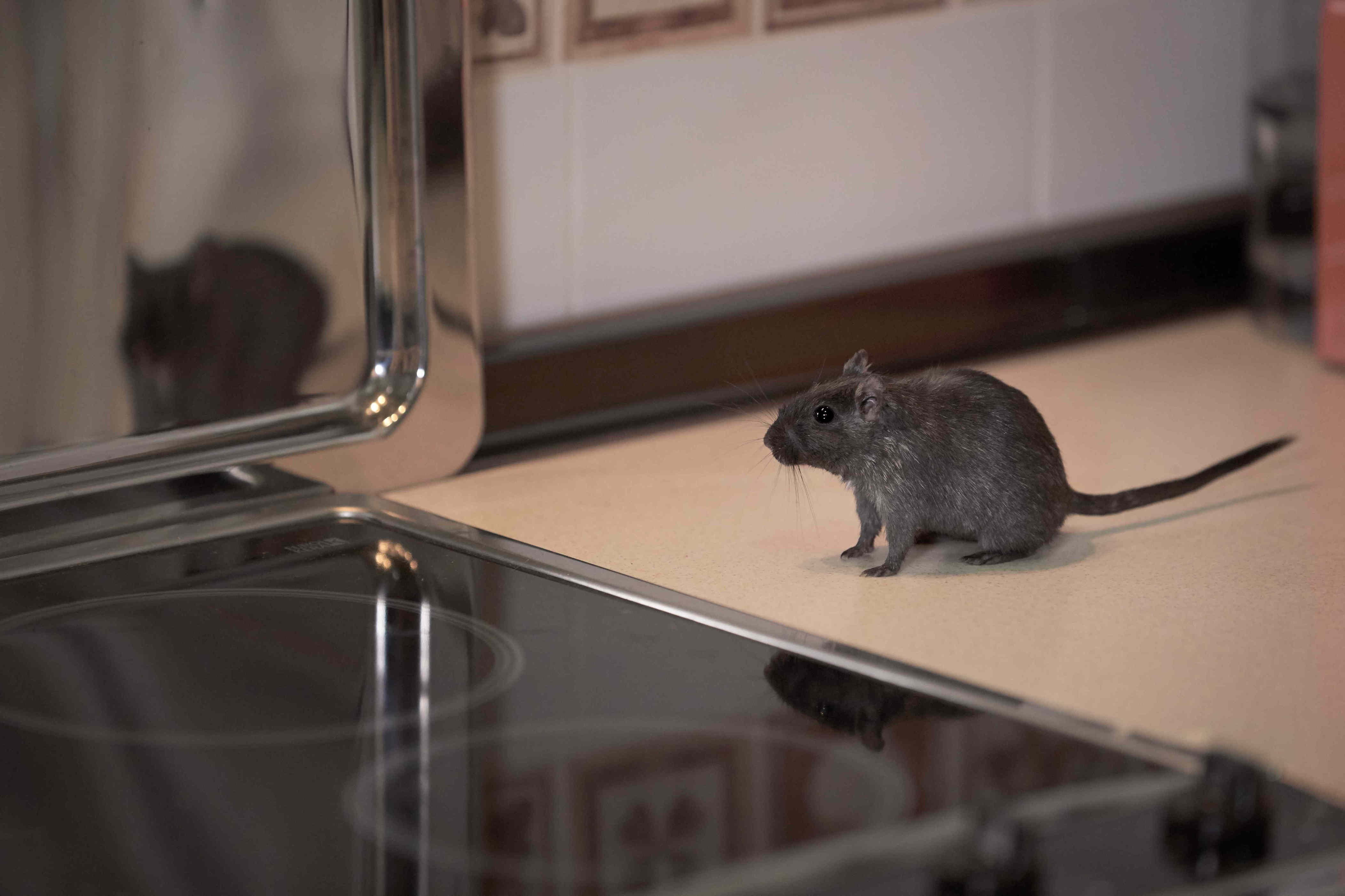 6 signs you secretly have mice living in your home, according to pest pros