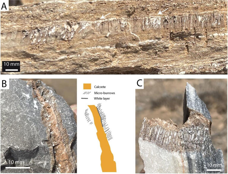 Scientists stumble upon mysterious tunnels in desert rocks
