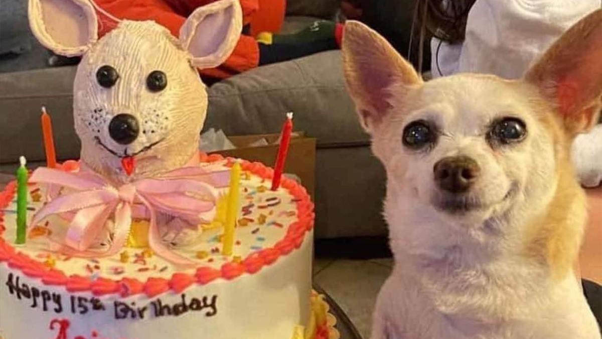 People are sharing their cute dog pics and the internet thanks them for ...