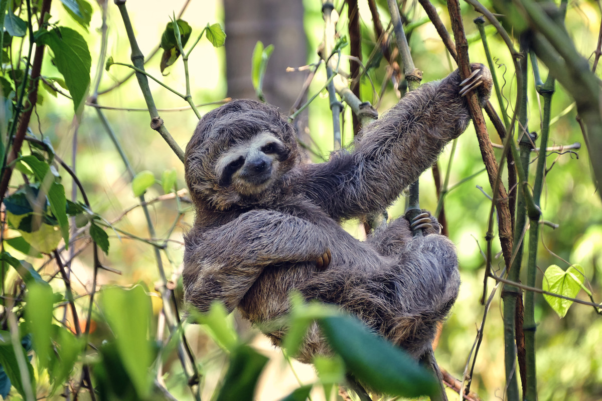 Orlando is getting a whole park dedicated to sloths in 2026