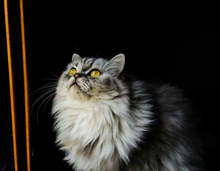 How cats use their eyes to get exactly what they want